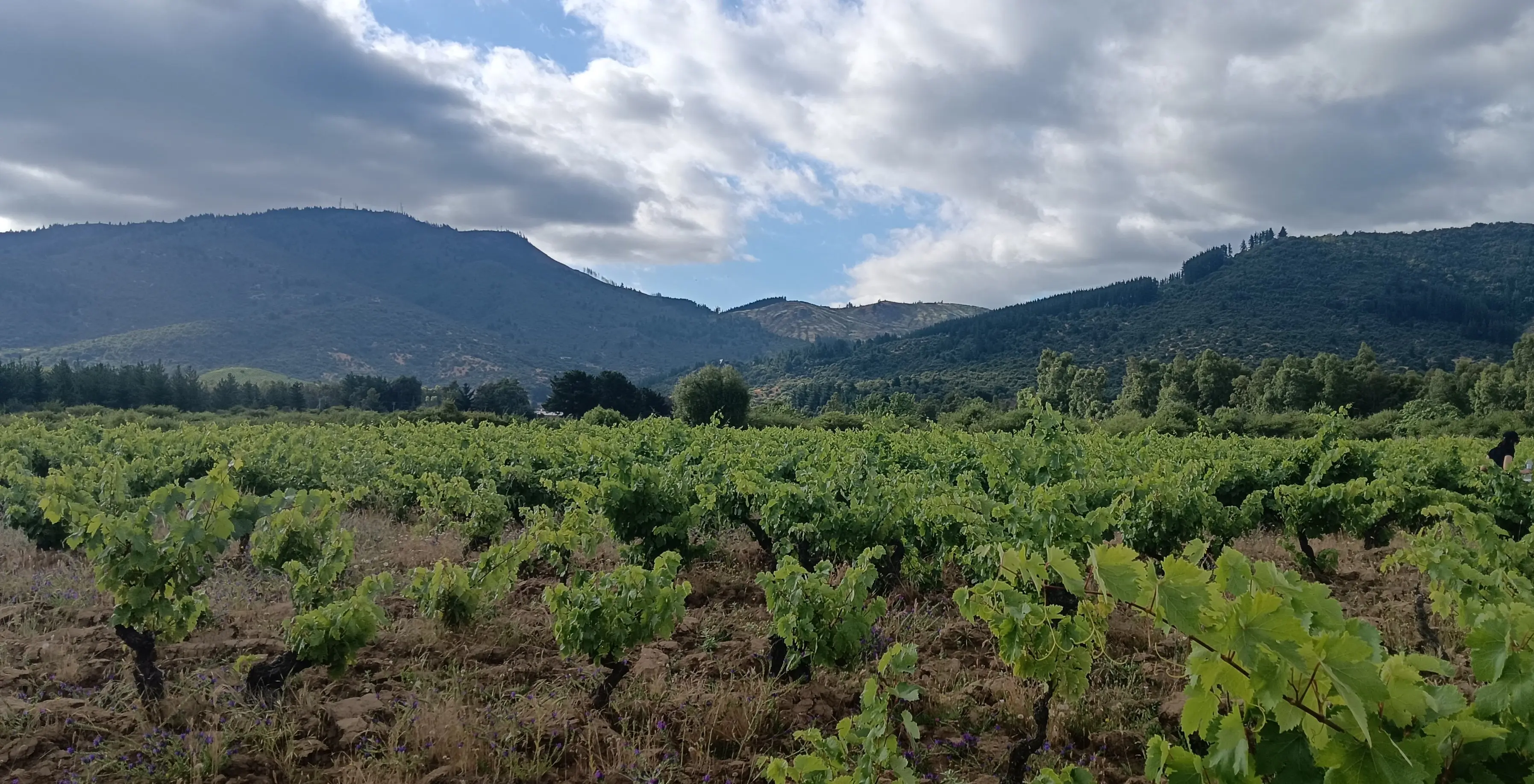 Continuidad de viñedo en las parcelas de Los Taninos