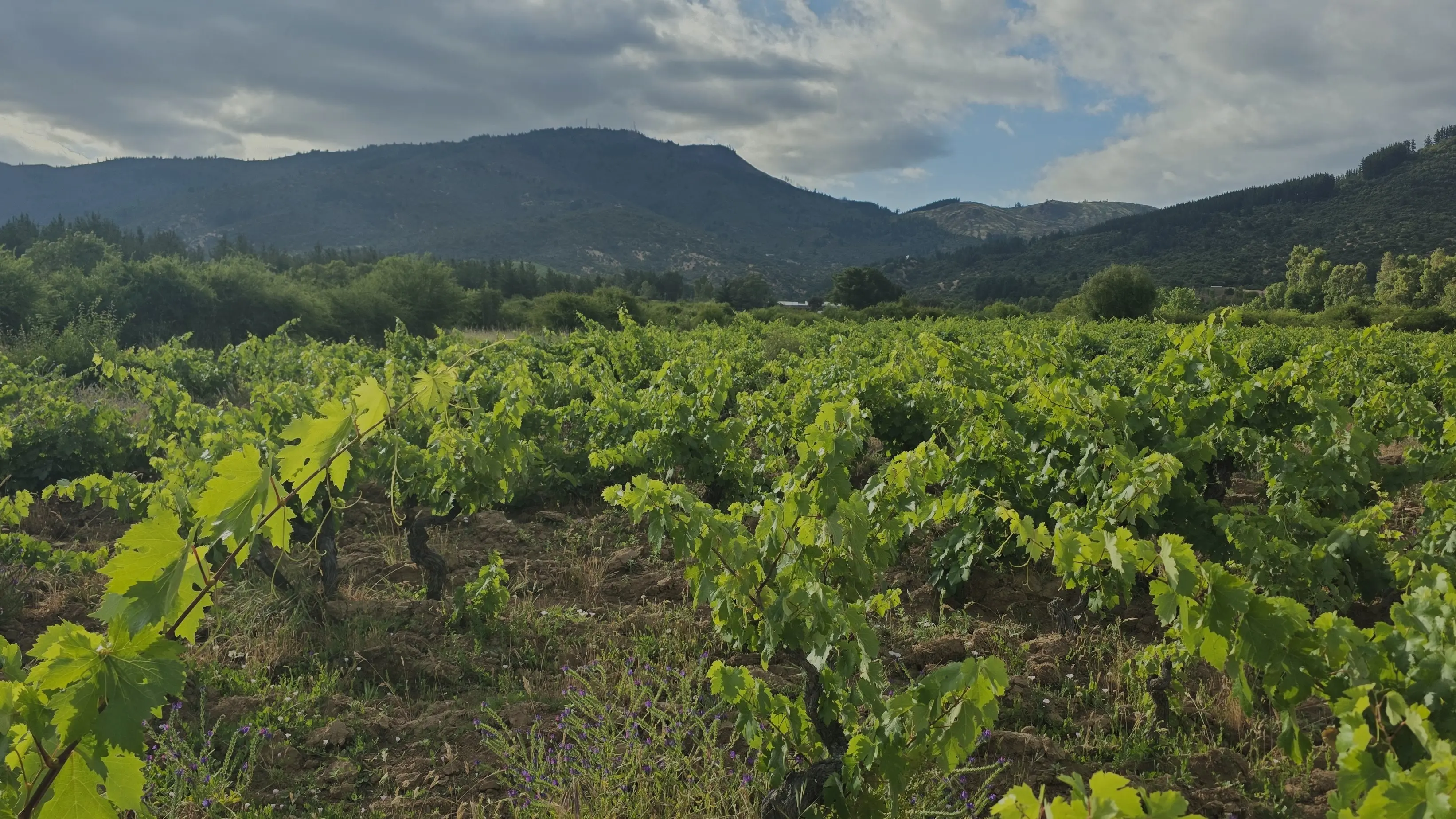 Vista aérea del viñedo de parcelas Los Taninos en San Javier, Maule