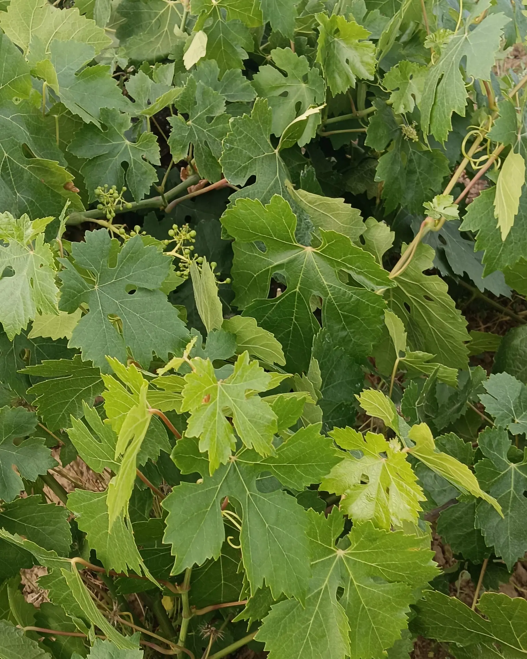 Parras del viñedo de parcelas Los Taninos, San Javier
