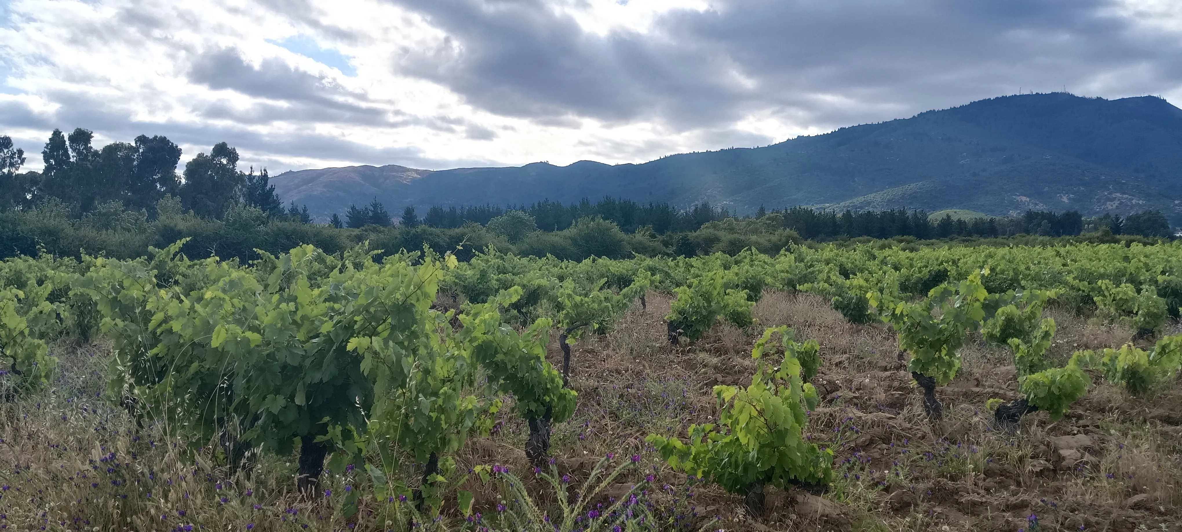 Viñedos y cerros del valle del Maule, San Javier